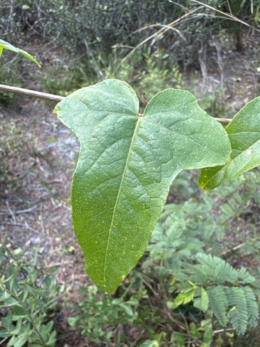 Foto de Maracujá-de-cerca