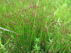 Eleocharis kamtschatica