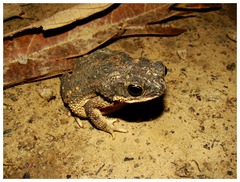 Chaco Granulated Toad photo 4