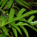 Microsorum scolopendria - Photo (c) Liu JimFood,  זכויות יוצרים חלקיות (CC BY-NC), הועלה על ידי Liu JimFood