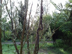 Pituophis deppei deppei