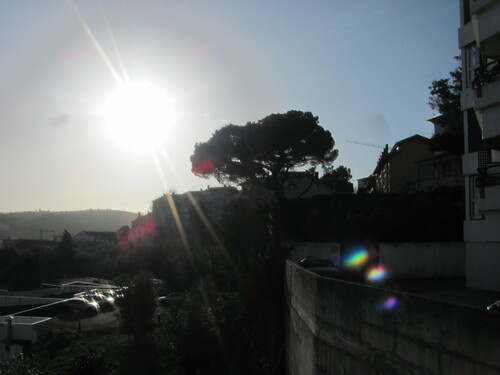 Pinus pinea — photo 1