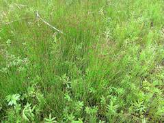 Eleocharis kamtschatica