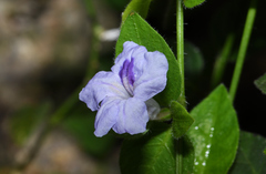 Ruellia repens