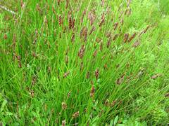 Eleocharis kamtschatica