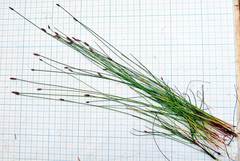 Eleocharis kamtschatica