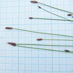 Eleocharis kamtschatica