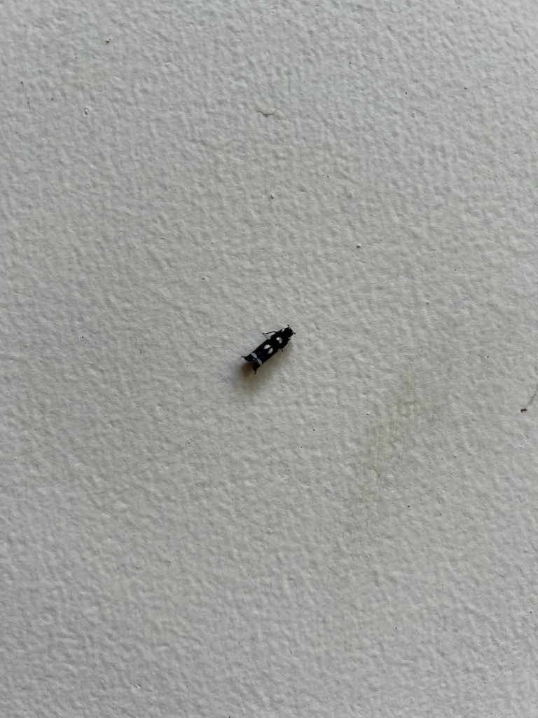 Apateson albomaculatum