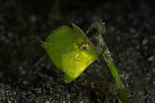 Diamond filefish (Rudarius excelsus) — Monacanthidae — 4
