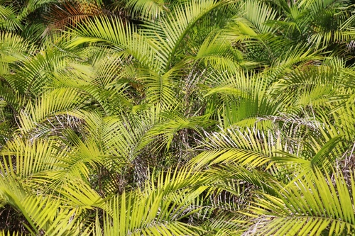 Foto de Pupunha-brava