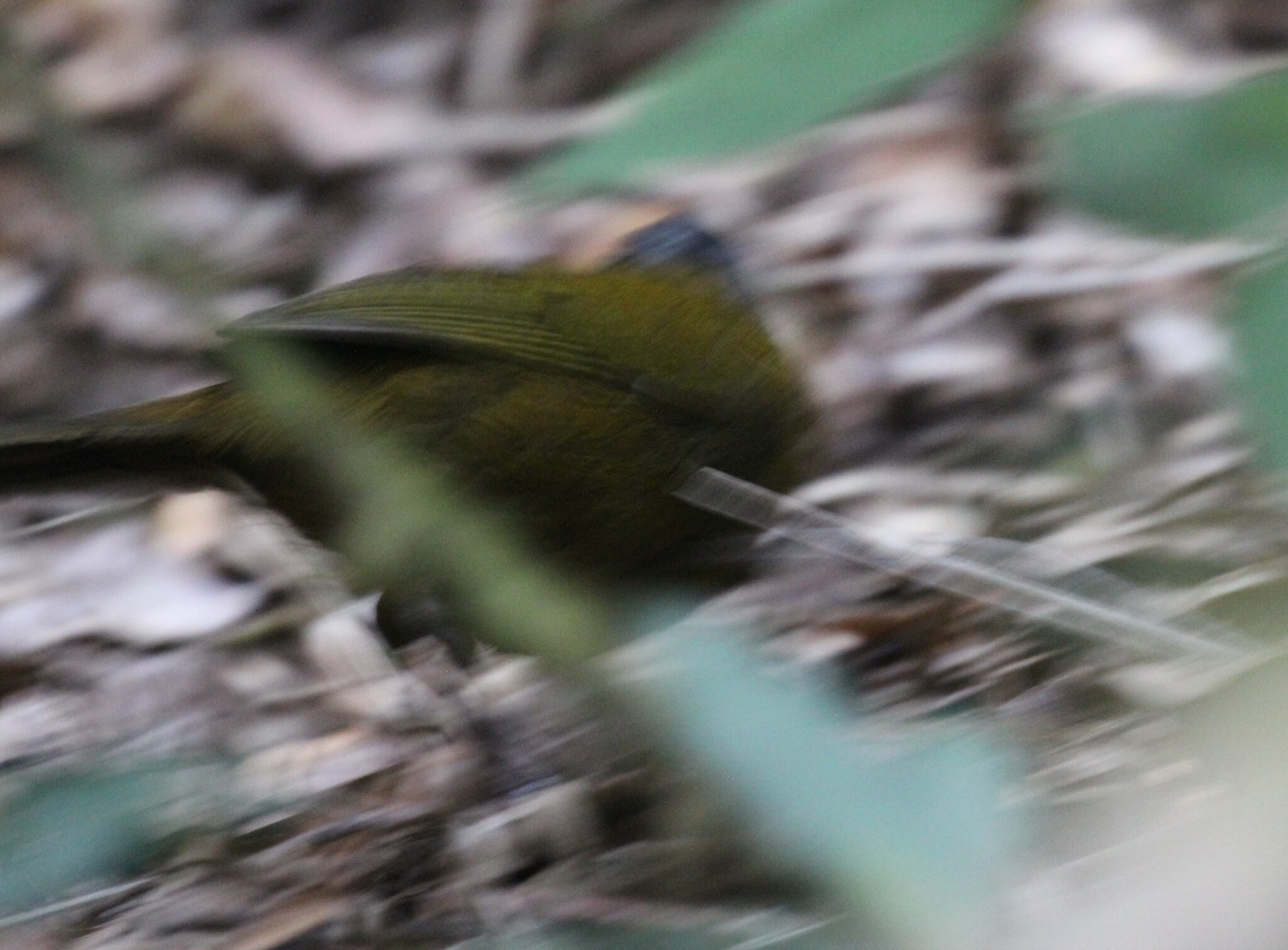 Large-footed Finch (Pezopetes capitalis), photo 9