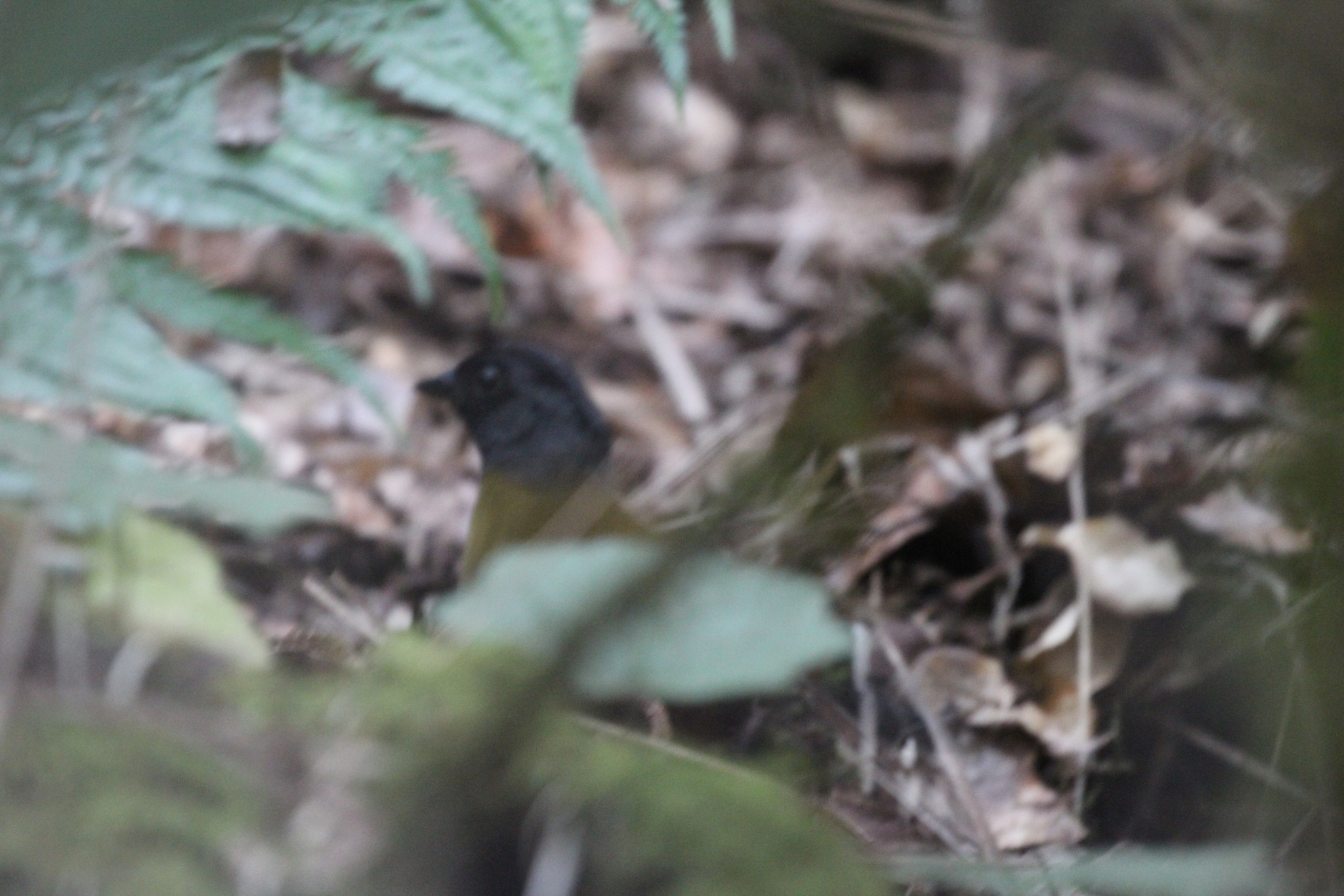 Large-footed Finch (Pezopetes capitalis), photo 10