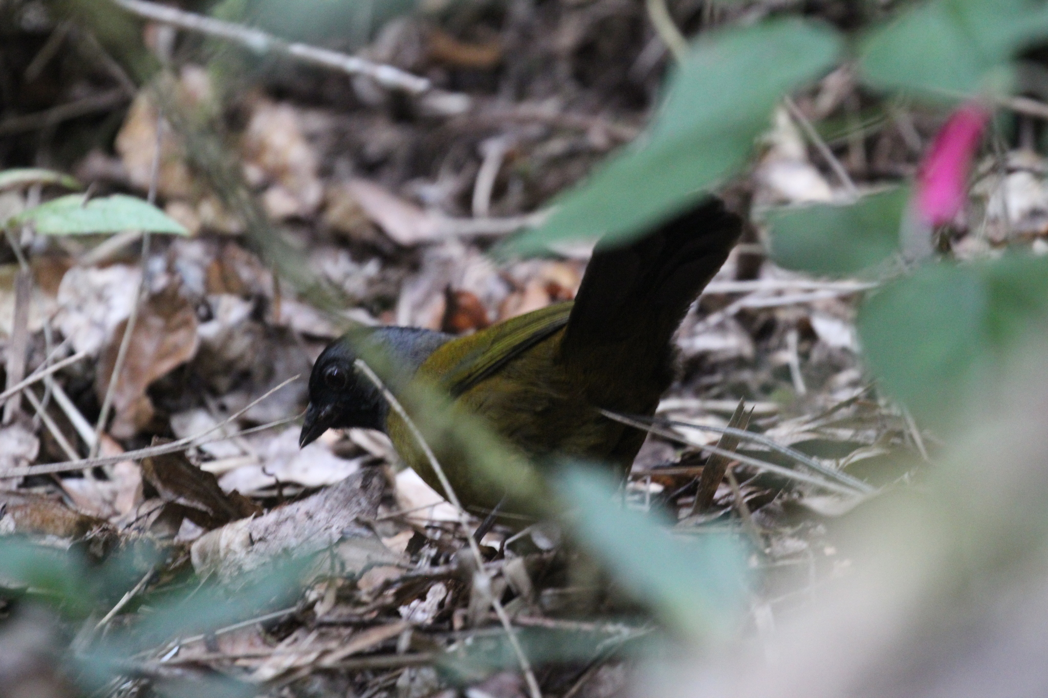 Large-footed Finch (Pezopetes capitalis), photo 8