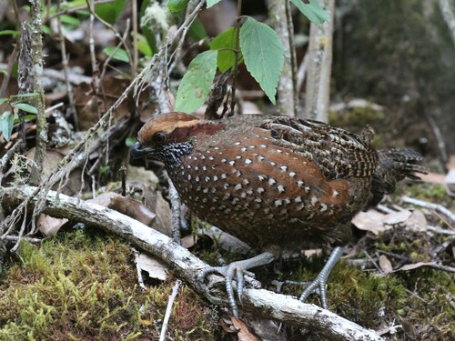 Spotted Wood Quail (Odontophorus guttatus), photo 10