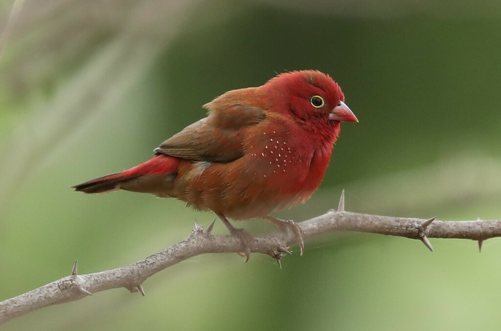 Red-billed Firefinch photo