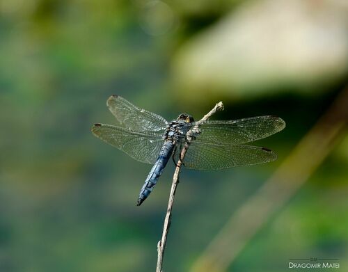Southern Skimmer