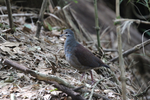 Buff-fronted Quail-Dove (Zentrygon costaricensis), photo 2