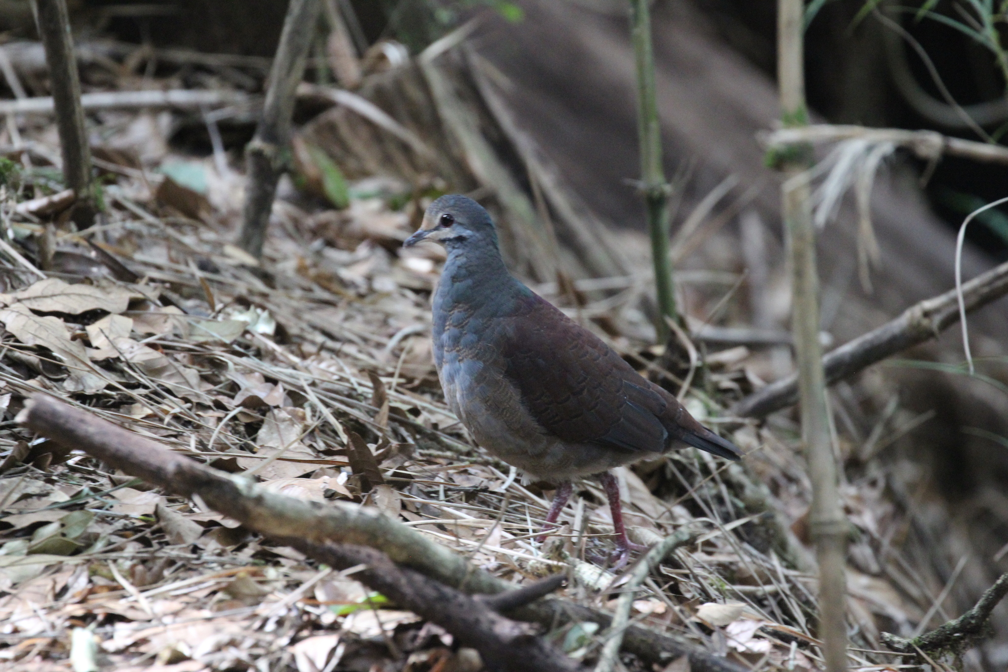 Buff-fronted Quail-Dove (Zentrygon costaricensis), photo 2