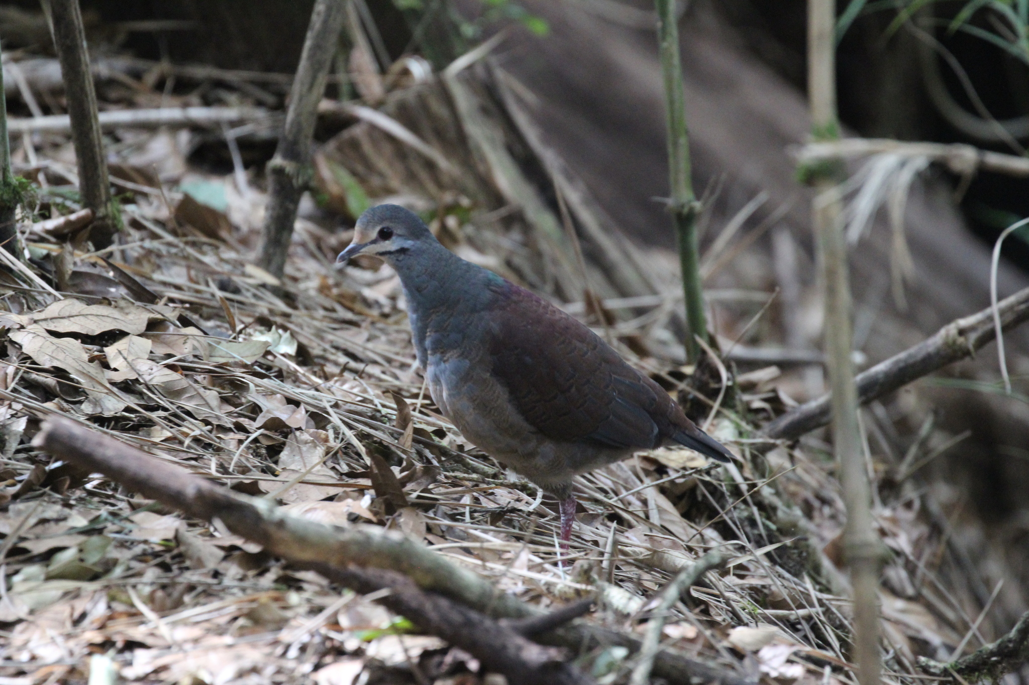 Buff-fronted Quail-Dove (Zentrygon costaricensis), photo 3