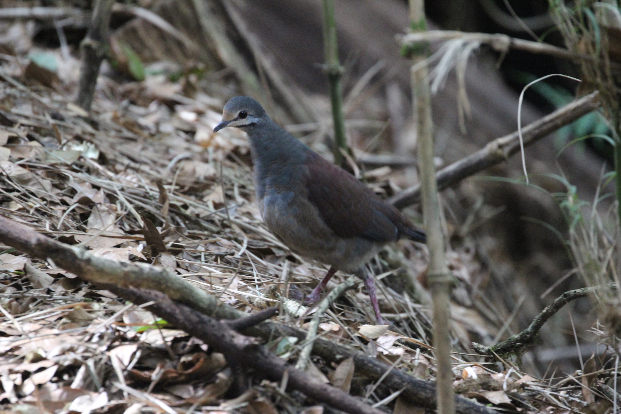 Buff-fronted Quail-Dove (Zentrygon costaricensis), photo 1