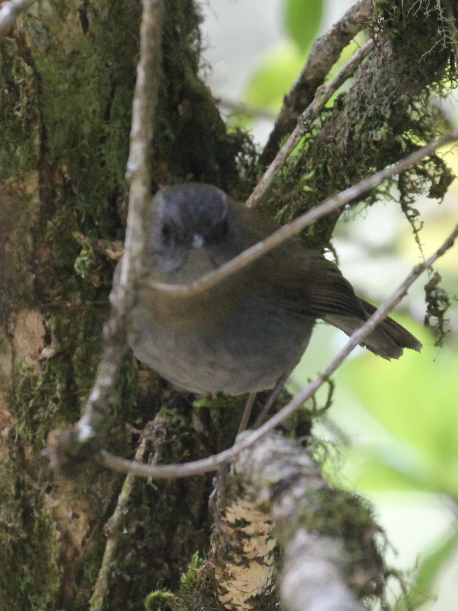 Black-billed Nightingale-Thrush (Catharus gracilirostris), photo 8
