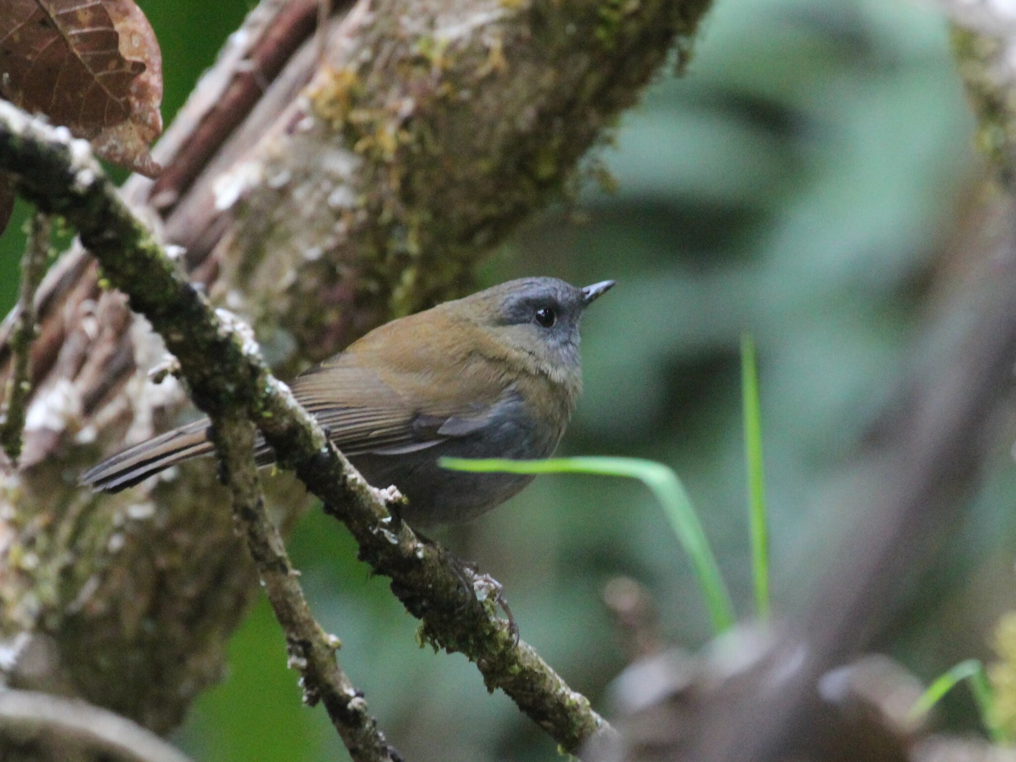 Black-billed Nightingale-Thrush (Catharus gracilirostris), photo 7