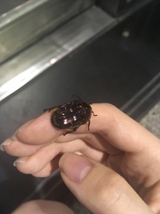 Protaetia orientalis