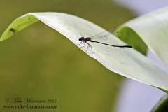 Enallagma dubium