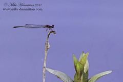 Enallagma dubium
