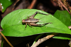 Lebinthus lanyuensis