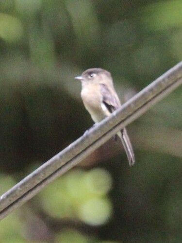 Black-capped Flycatcher (Empidonax atriceps), photo 7