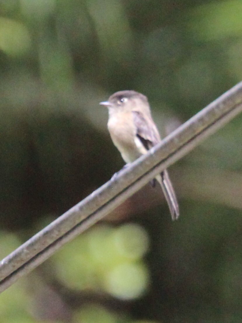 Black-capped Flycatcher (Empidonax atriceps), photo 2
