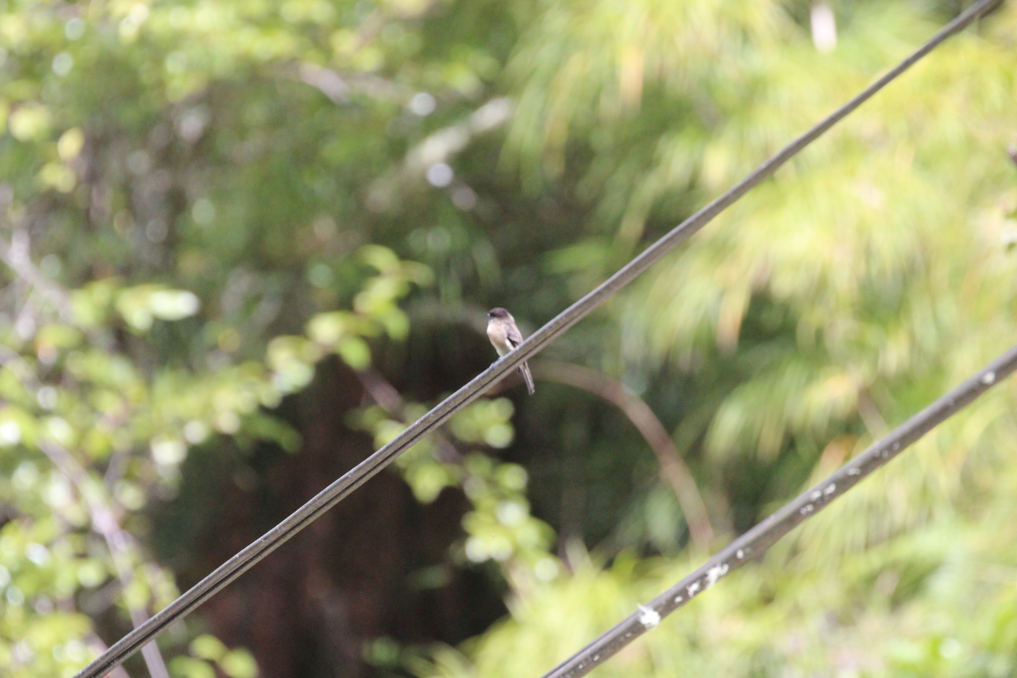 Black-capped Flycatcher (Empidonax atriceps), photo 3