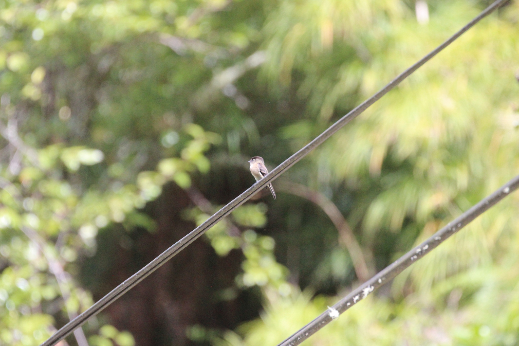 Black-capped Flycatcher (Empidonax atriceps), photo 4