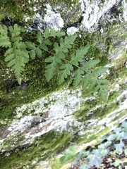 Cystopteris tennesseensis