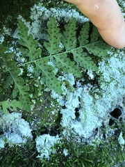 Cystopteris tennesseensis