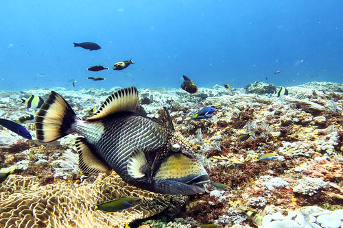 Titan Triggerfish — seen at this dive site