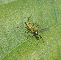 Oxyopes