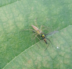 Oxyopes
