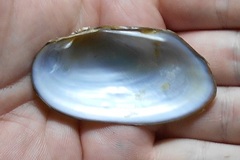 Uniomerus tetralasmus