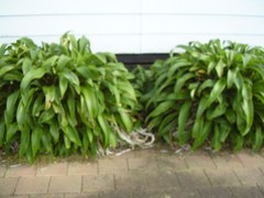 Ptenidium laevigatum