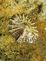 Siphonaria atra