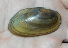 Uniomerus tetralasmus