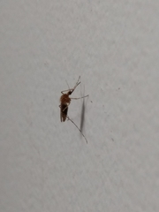 Aedes japonicus