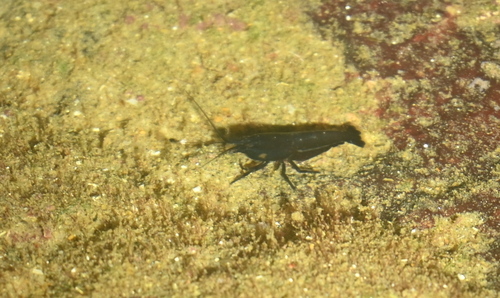 Arete dorsalis observed 2025-02-04