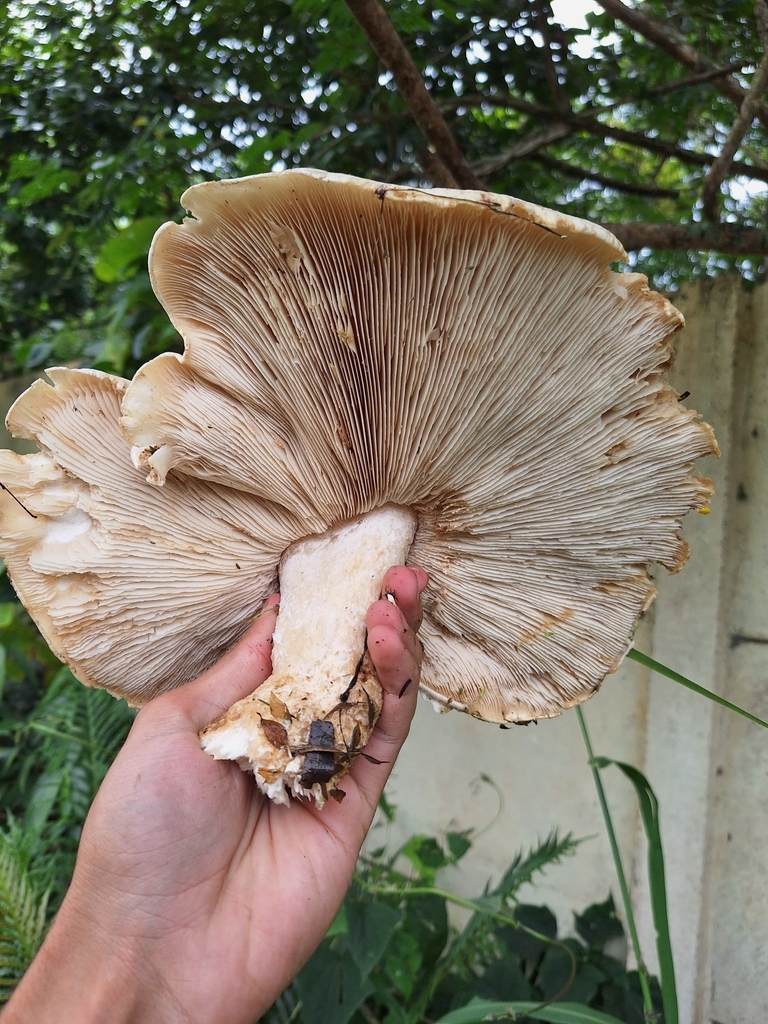 Macrocybe titans · February 2025 · photo: © jefferson_ferreira (iNaturalist, cc-by)