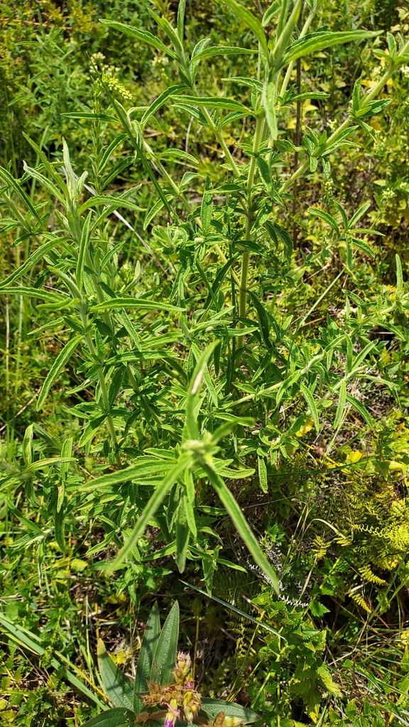 Austroeupatorium steviifolium