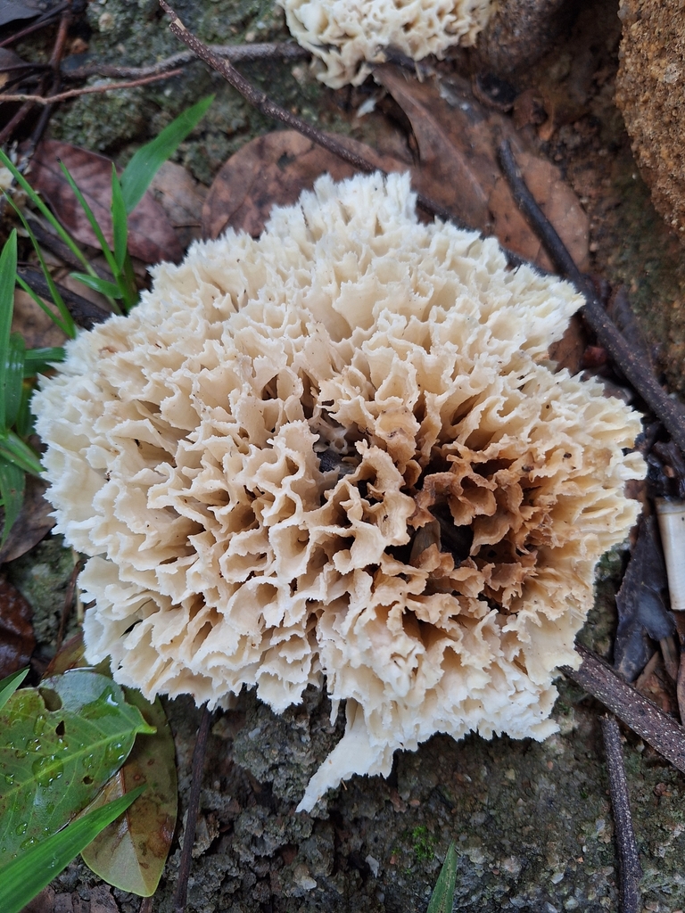 Irpex rosettiformis · January 2025 · photo: © jefferson_ferreira (iNaturalist, cc-by)