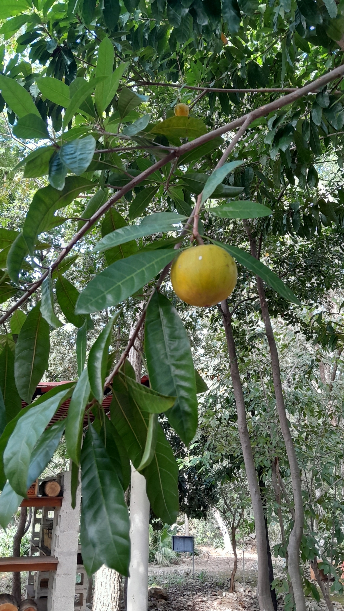 Imagem de Abiu-caramelo