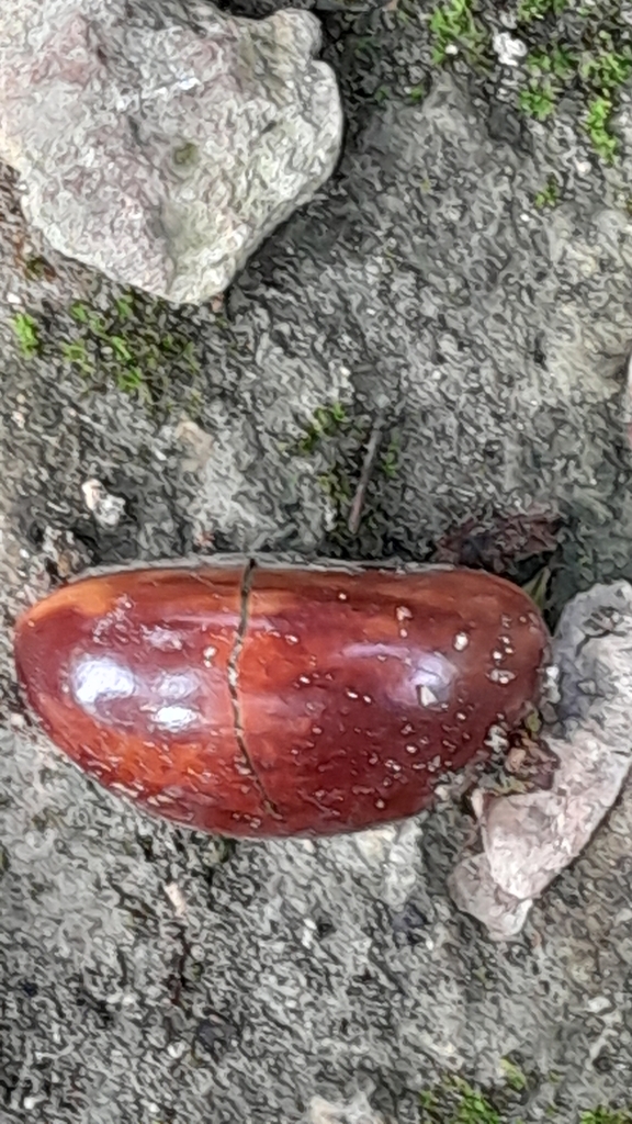 Foto de Abiu-caramelo